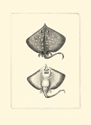 Sepia Rays