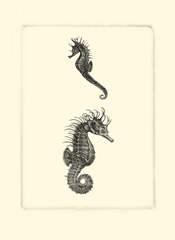 Sepia Seahorse
