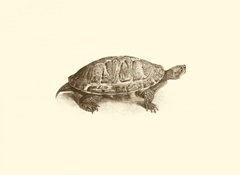 Sepia Turtle I