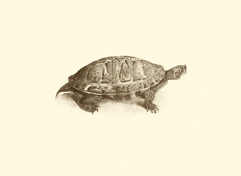 Sepia Turtle I