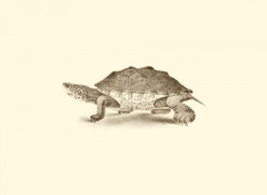 Sepia Turtle II