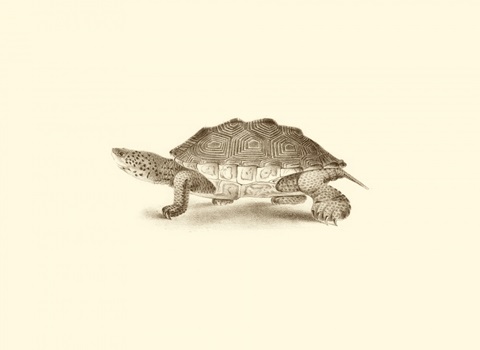 Sepia Turtle II