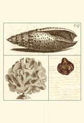 Shell Classification II