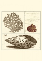 Shell Classification III