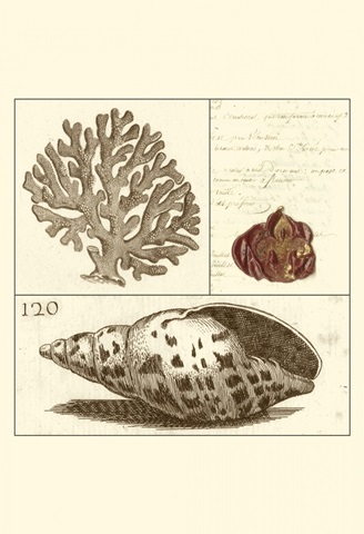 Shell Classification III