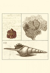 Shell Classification IV