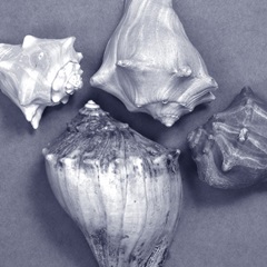 Shell Convergence VI