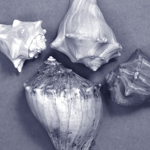 Shell Convergence VI