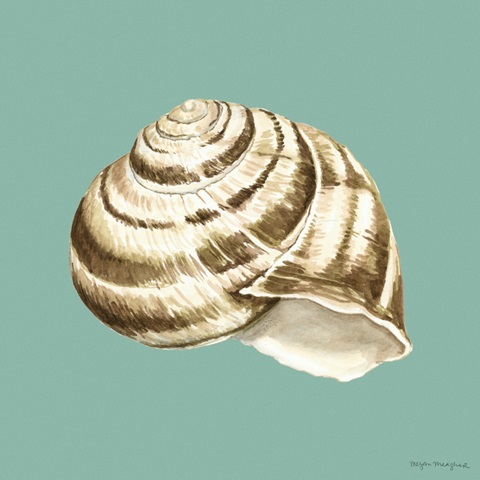 Shell on Aqua I