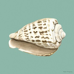 Shell on Aqua II