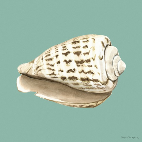 Shell on Aqua II