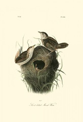 Short-billed Marsh Wren