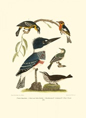 Small Antique Kingfisher I