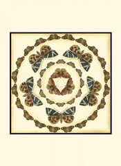 Small Butterfly Collector III