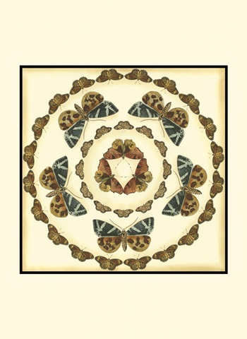 Small Butterfly Collector III