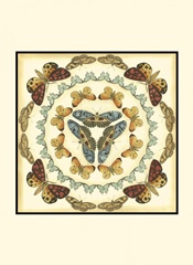 Small Butterfly Collector IV