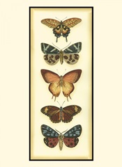 Small Butterfly Collector V