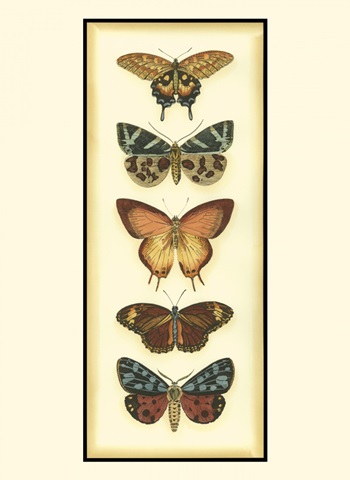 Small Butterfly Collector V