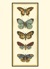 Small Butterfly Collector VI