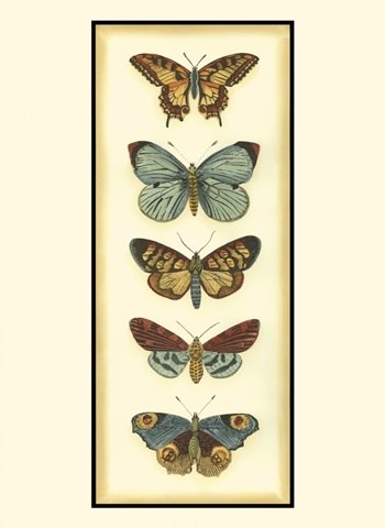 Small Butterfly Collector VI