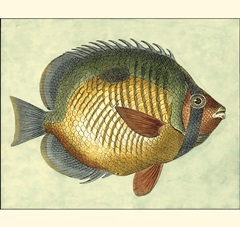 Small Butterfly Fish I
