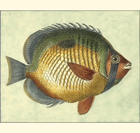 Small Butterfly Fish I