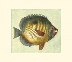 Small Butterfly Fish I