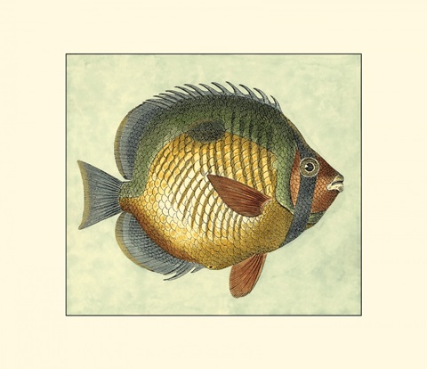 Small Butterfly Fish I