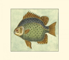 Small Butterfly Fish II