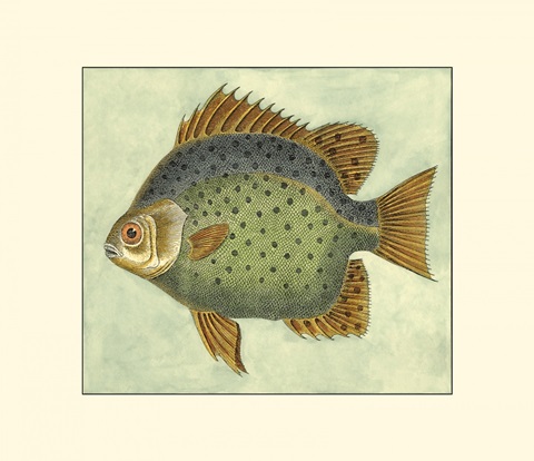 Small Butterfly Fish II