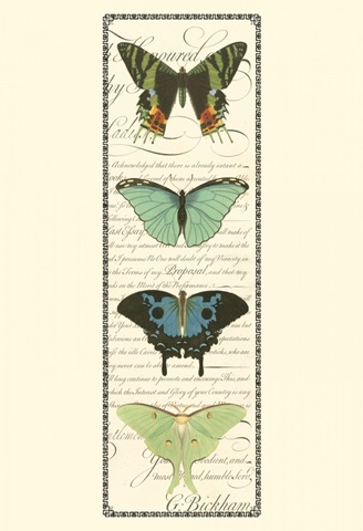 Small Butterfly Prose Panel II