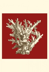 Small Coral on Red I