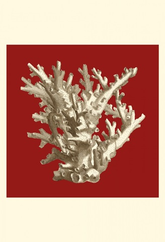 Small Coral on Red I