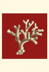 Small Coral on Red II