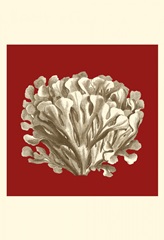 Small Coral on Red III