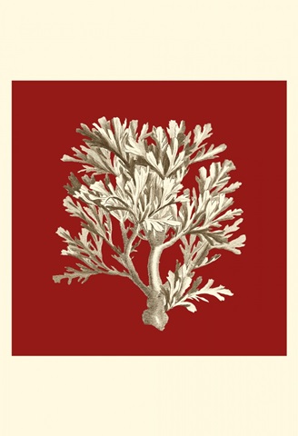 Small Coral on Red IV