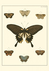 Small Heirloom Butterflies I