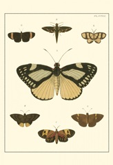 Small Heirloom Butterflies II