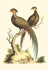 Small Regal Pheasants II
