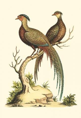 Small Regal Pheasants II