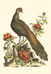 Small Regal Pheasants III