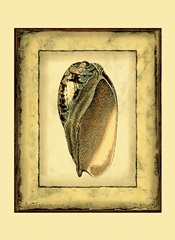 Small Rustic Shell I