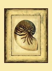 Small Rustic Shell IV
