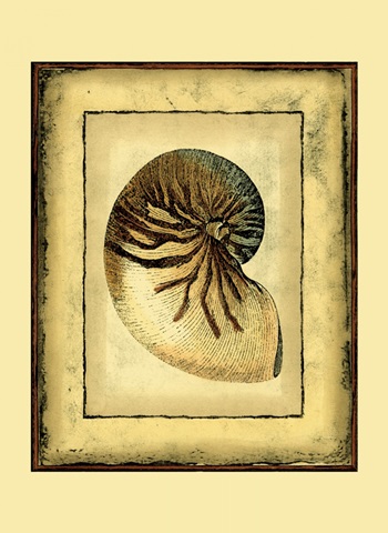 Small Rustic Shell IV