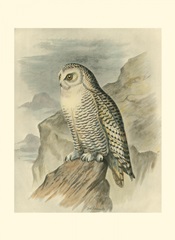 Snowy Owl