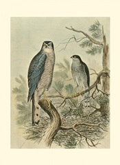 Sparrow Hawk