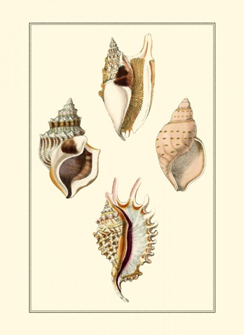 Strombus Shells