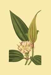 Tropical Ambrosia I