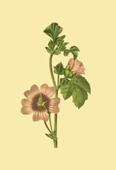 Tropical Ambrosia II