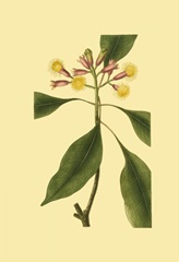 Tropical Ambrosia IV